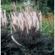 Poloskavész - Actaea simplex 'Pink Spike'