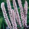 Poloskavész - Actaea simplex 'Pink Spike'