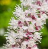 Poloskavész - Actaea simplex 'Pink Spike'