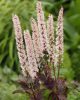 Poloskavész - Actaea simplex 'Pink Spike'