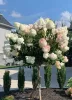 Törzses Bugás hortenzia - Hydrangea paniculata ‘Sundae Fraise’ - Törzs 70 cm