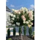 Törzses Bugás hortenzia - Hydrangea paniculata ‘Sundae Fraise’ - Törzs 70 cm