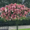 Törzses Bugás hortenzia - Hydrangea paniculata ‘Sundae Fraise’ - Törzs 70 cm