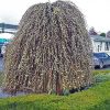 Csüngő barkafűz - Salix caprea ‘Kilmarnock" Törzs: 120 cm