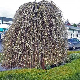   Csüngő barkafűz - Salix caprea ‘Kilmarnock" Törzs: 120 cm