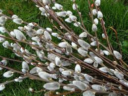 Csüngő barkafűz - Salix caprea ‘Kilmarnock" Törzs: 120 cm