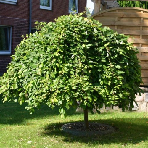 Csüngő barkafűz - Salix caprea ‘Kilmarnock" Törzs: 120 cm