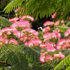Selyemakác - Albizia Julibrissin