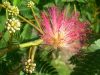 Selyemakác - Albizia Julibrissin K2