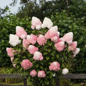   Törzses bugás hortenzia - Hydrangea Paniculata "Royal Living Flower" - 70 cm törzs