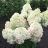 Törzses bugás hortenzia - Hydrangea Paniculata "Royal Living Flower" - 70 cm törzs
