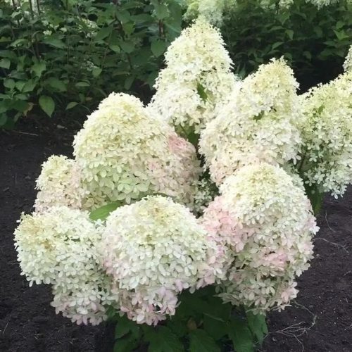 Törzses bugás hortenzia - Hydrangea Paniculata "Royal Living Flower" - 70 cm törzs