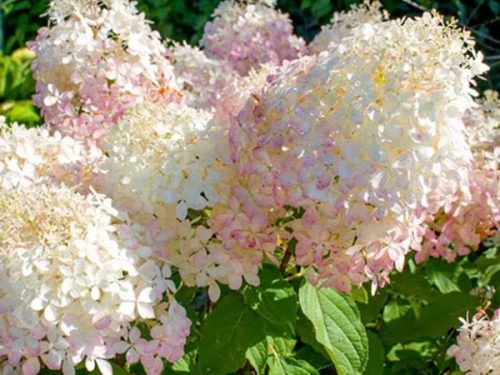 Törzses bugás hortenzia - Hydrangea Paniculata "Royal Living Flower" - 70 cm törzs