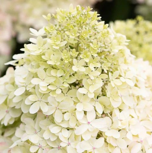 Törzses bugás hortenzia - Hydrangea Paniculata "Royal Living Flower" - 70 cm törzs