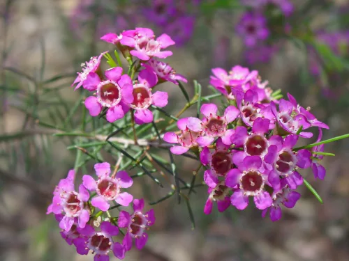 Viaszvirág -  Chamelaucium uncinatum 'Violet Purple'