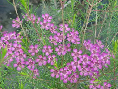 Viaszvirág -  Chamelaucium uncinatum 'Violet Purple'