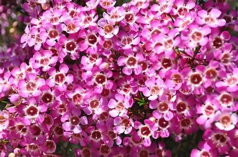 Viaszvirág -  Chamelaucium uncinatum 'Violet Purple'