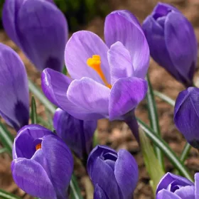 Krókusz - Crocus vernus ‘Remembrance’ Cs9
