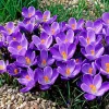 Krókusz - Crocus vernus ‘Remembrance’ Cs9