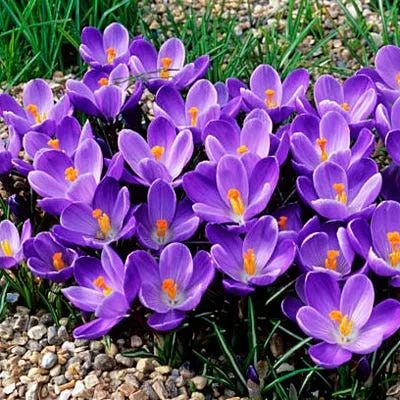 Krókusz - Crocus vernus ‘Remembrance’ Cs9