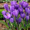 Krókusz - Crocus vernus ‘Remembrance’ Cs9