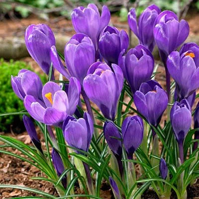 Krókusz - Crocus vernus ‘Remembrance’ Cs9