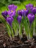Krókusz - Crocus vernus ‘Remembrance’ Cs9