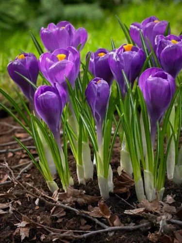 Krókusz - Crocus vernus ‘Remembrance’ Cs9