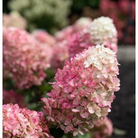 Bugás hortenzia - Hydrangea Paniculata "Raspberry Pink"