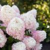 Bugás hortenzia - Hydrangea Paniculata "Raspberry Pink"