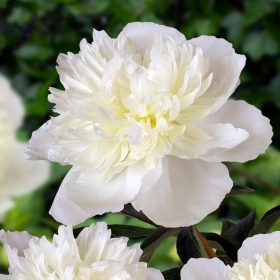   Paeonia Lactiflora - Illatos telt virágú bazsarózsa - fehér - K3