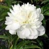 Paeonia Lactiflora - Illatos telt virágú bazsarózsa - fehér - K3