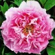 Fás szárú Bazsarózsa - Paeonia suffruticosa ‘Yin Hong Qiao Dui’