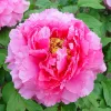 Fás szárú Bazsarózsa - Paeonia suffruticosa ‘Yin Hong Qiao Dui’