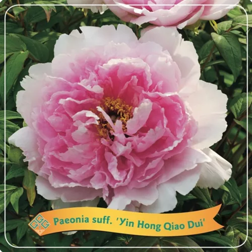 Fás szárú Bazsarózsa - Paeonia suffruticosa ‘Yin Hong Qiao Dui’