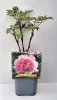 Fás szárú Bazsarózsa - Paeonia suffruticosa ‘Yin Hong Qiao Dui’