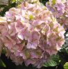 Kerti hortenzia - Hydrangea macrophylla 'Sweet Lips Pink" Cs12