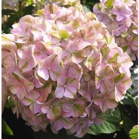   Kerti hortenzia - Hydrangea macrophylla 'Sweet Lips Pink" Cs12
