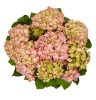 Kerti hortenzia - Hydrangea macrophylla 'Sweet Lips Pink" Cs12