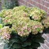 Kerti hortenzia - Hydrangea macrophylla 'Sweet Lips Pink" Cs12