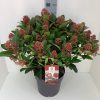 Japán dérbabér - Skimmia Japonika "Rubella" Cs23