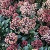 Japán dérbabér - Skimmia Japonika "Rubella" Cs23