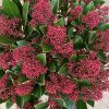 Japán dérbabér - Skimmia Japonika "Rubella" Cs23