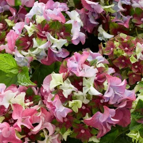 Kerti hortenzia - Hydrangea macrophylla Royalty Collection 'Lady Mata Hary Pink" 