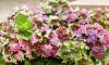 Kerti hortenzia - Hydrangea macrophylla Royalty Collection 'Lady Mata Hary Pink" K5