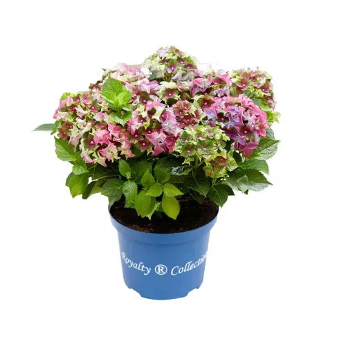 Kerti hortenzia - Hydrangea macrophylla Royalty Collection 'Lady Mata Hary Pink" 