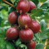 Vörös egres - Ribes uva-crispa "Hinnonmaki Röd"