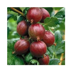 Vörös egres - Ribes uva-crispa "Hinnonmaki Röd"