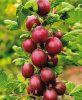 Vörös egres - Ribes uva-crispa "Hinnonmaki Röd"
