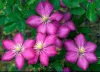 Klematisz / Iszalag - Clematis 